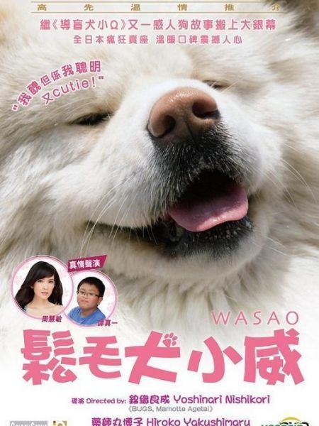 Chú Chó Akita 